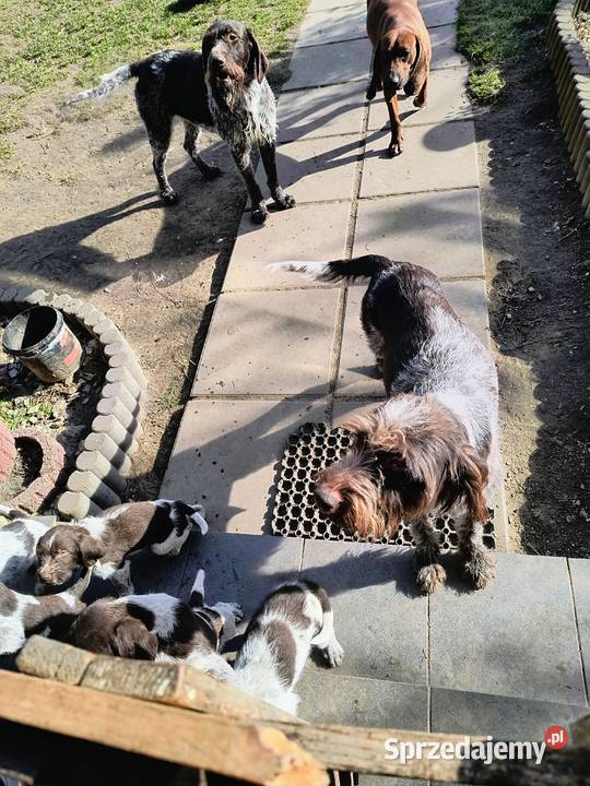 wyżeł niemiecki szorstkowłosy szczeniaki Mielec