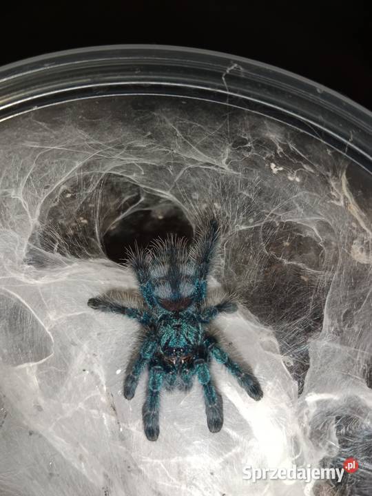 Ptasznik caribena versicolor 2 dc samica Brodnica