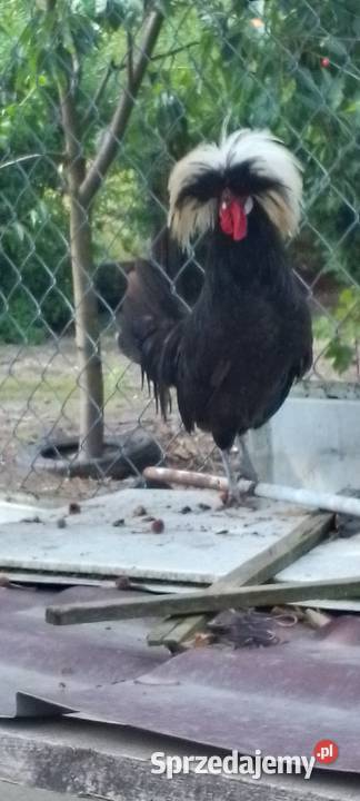 Sprzedam parę białoczubów holenderskich Sarnów