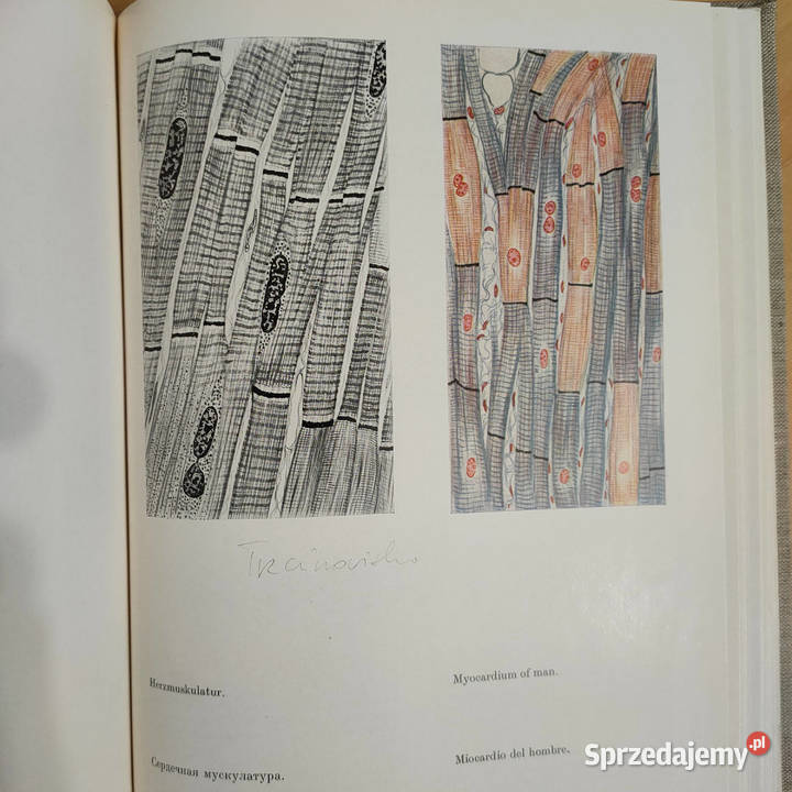 Atlas der normalen mikroskopischen anatomie des Sosnowiec