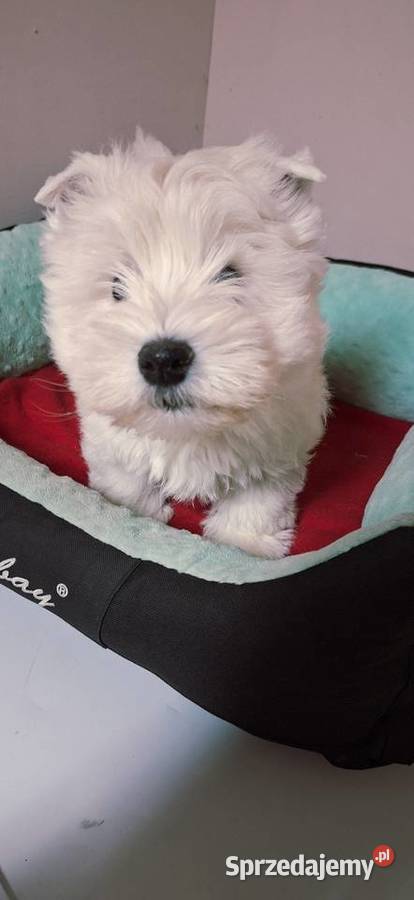 West Higchland White Terrier Przysucha