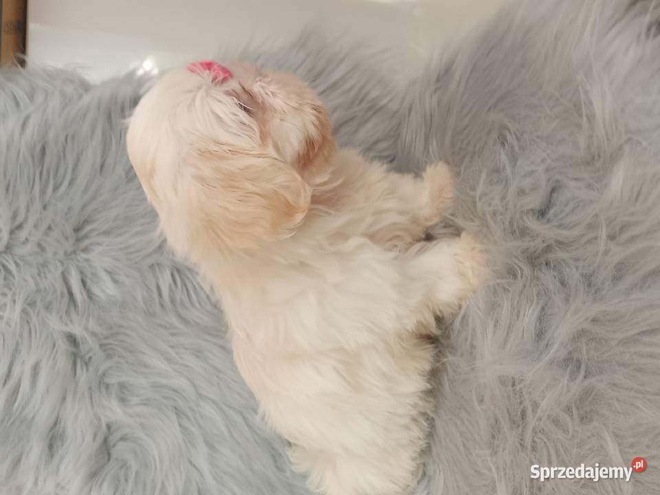 Unikatowa suczka rasy ShihTzu Namysłów