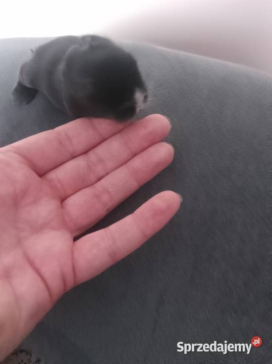 Króliczki miniaturki sprzedam