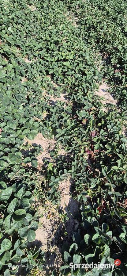 Sadzonki truskawki 50gr