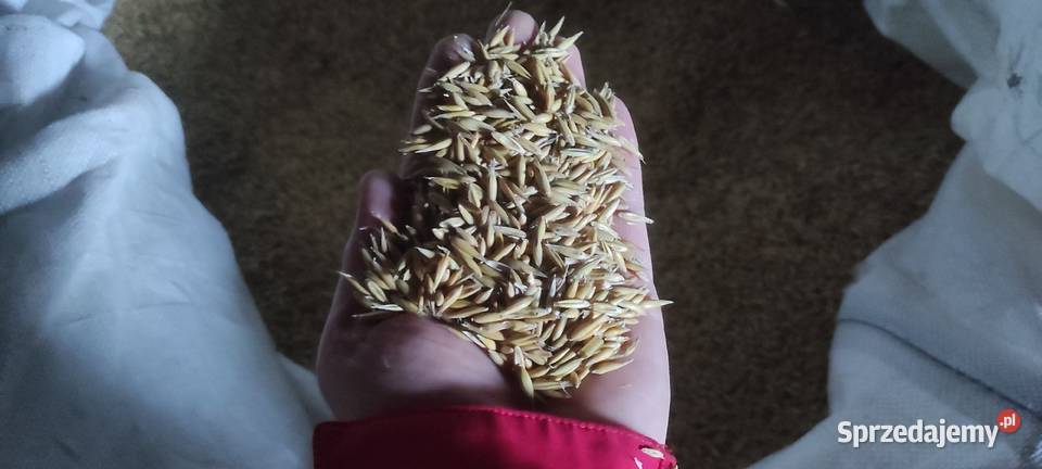 Owies ok 253 tony zbiór 2025 lubelskie Kock Sułoszyn