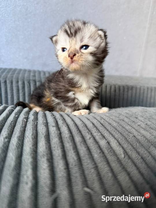 Maine Coon kocięta Starogard Gdański