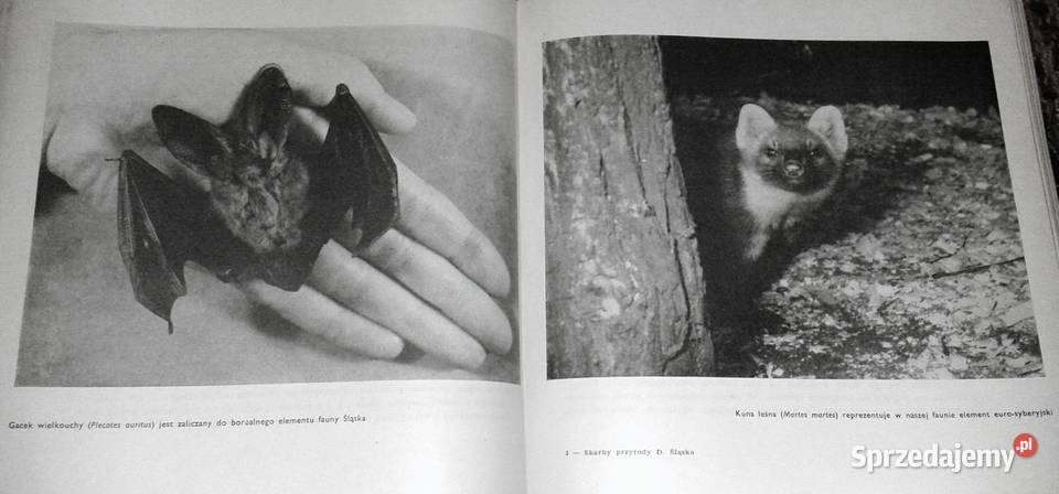 Skarby przyrody Dolnego Śląska Eugeniusz Pozostałe Chełm