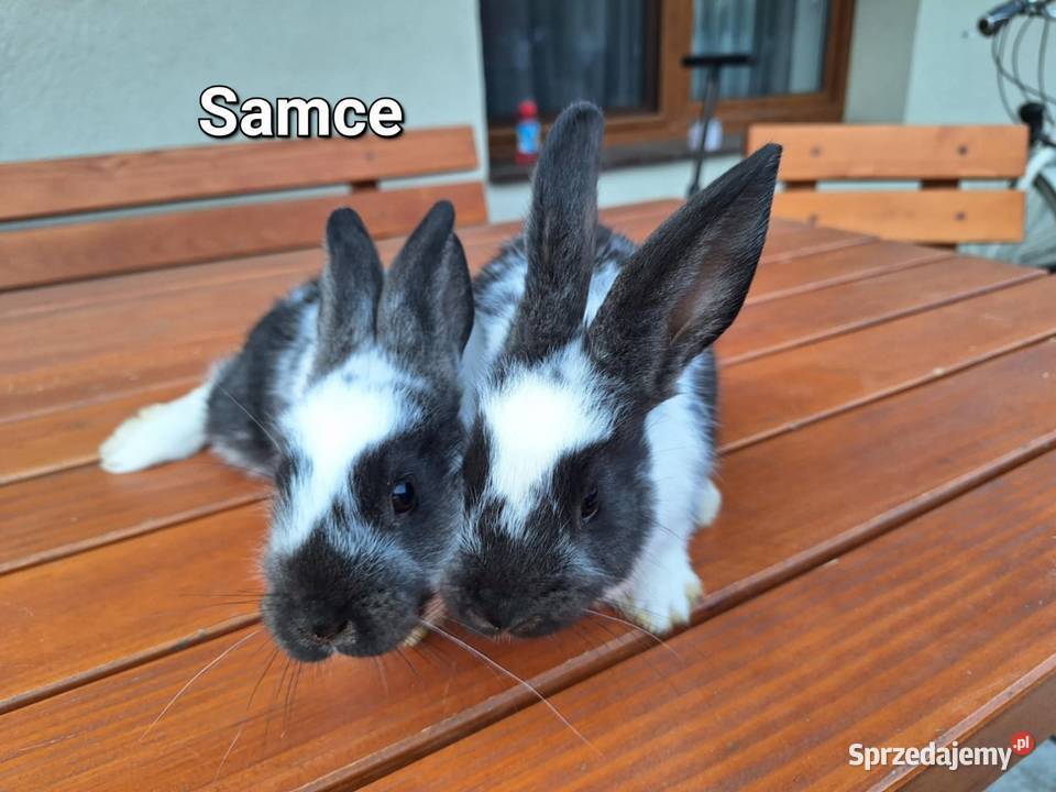 Sprzedam króliki samice i samiczka małopolskie Radlna