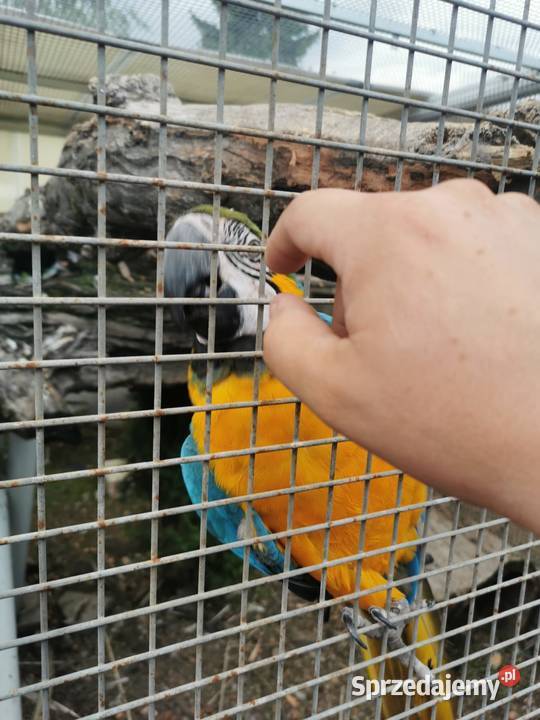 Ara Arauna Samiec 2023r Ary Rauna Buk