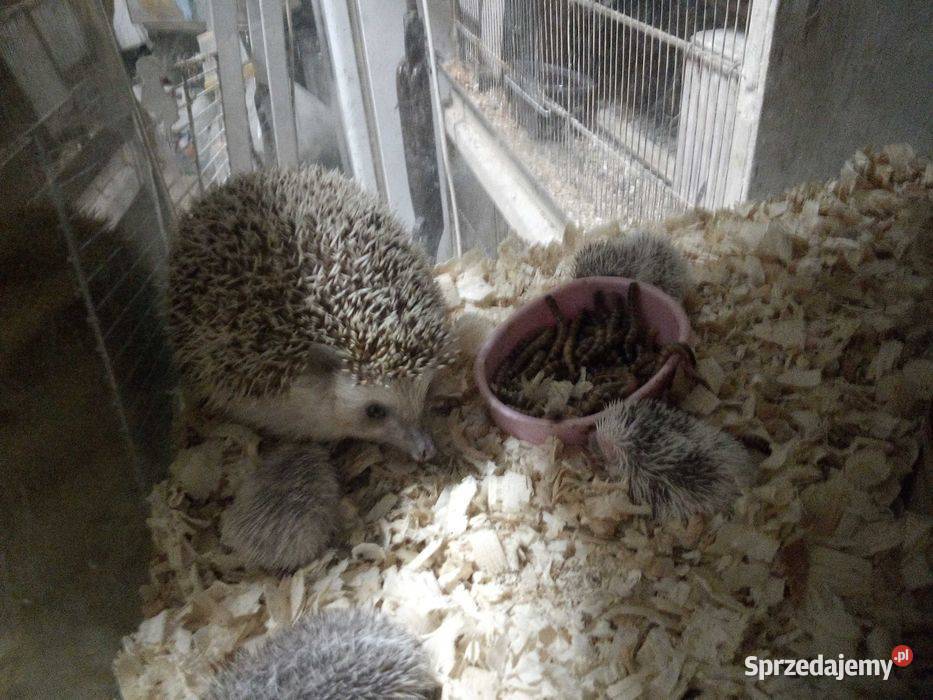 Jeż Pigmejski Ośmiotygodniowe Bytom