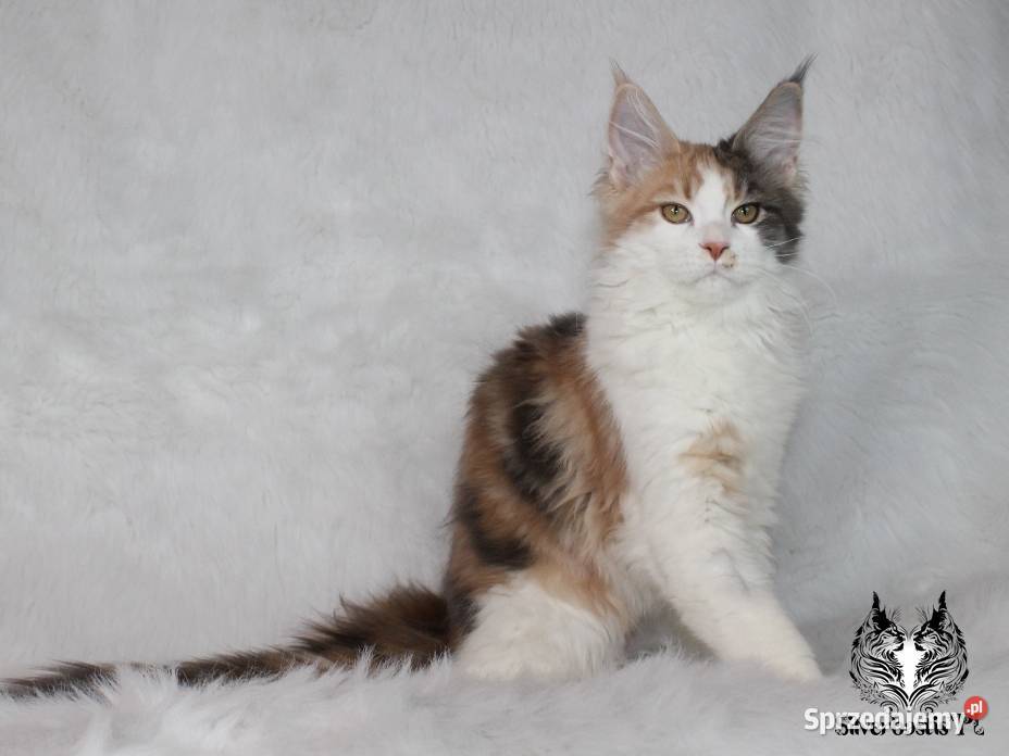 Kocięta Maine Coon kociego behawiorysty dolnośląskie Nowa Ruda