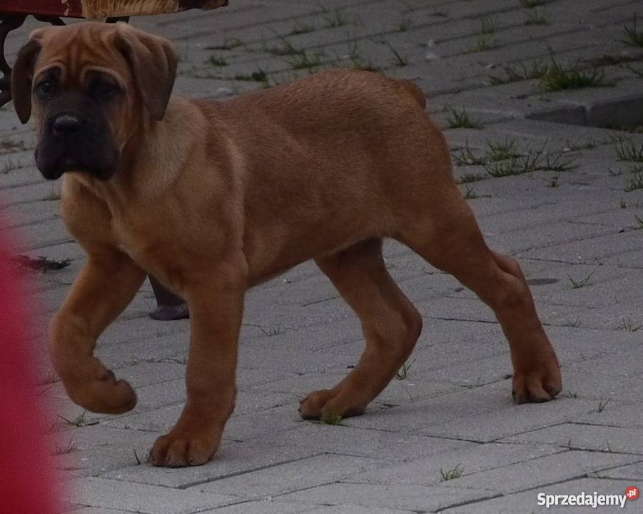Cane corso lubelskie Piaski sprzedam