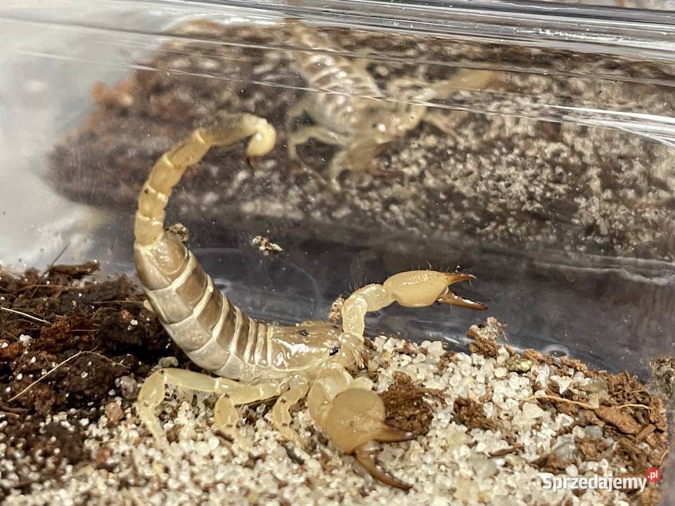 Scorpio maurus palmatus śląskie