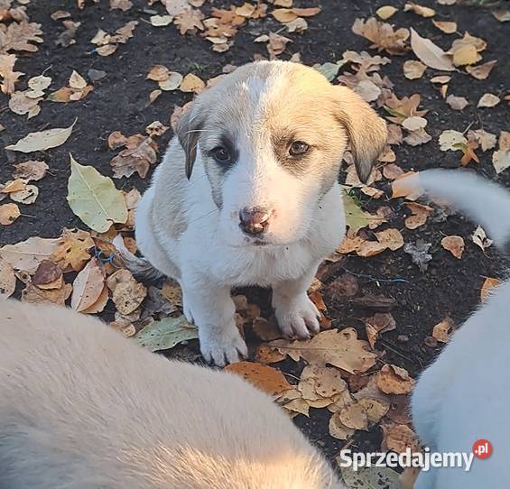 Owczarek środkowoazjatyczki szczenię dolnośląskie Złotów