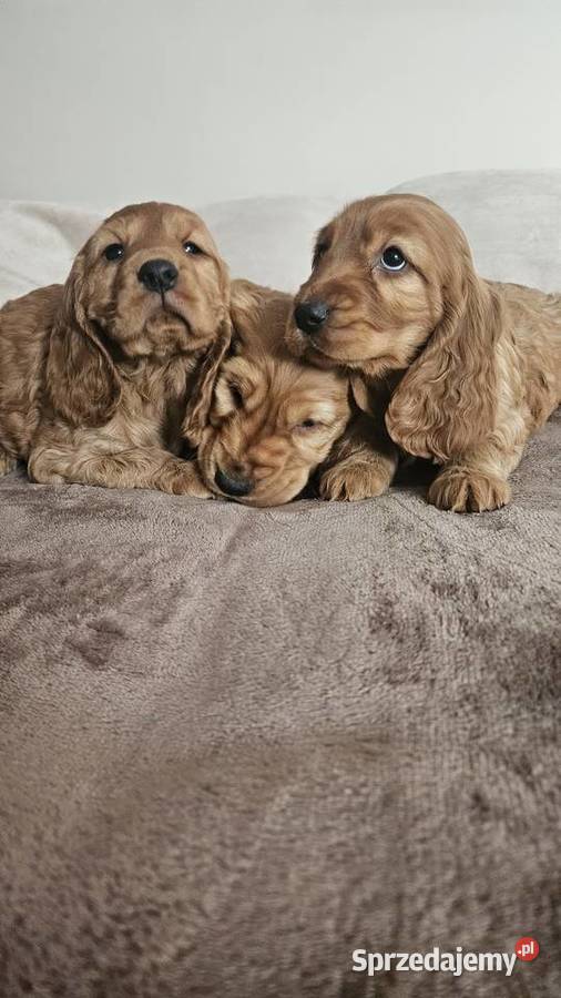 Cocker Spaniel szczeniaki