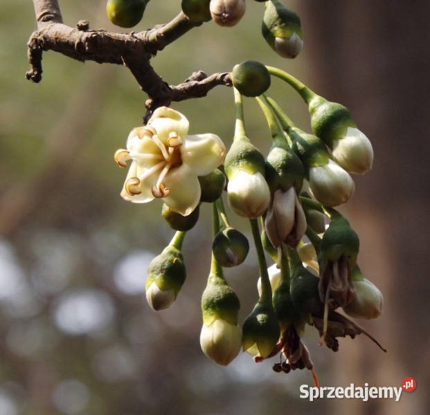 PUCHOWIEC PIĘCIOPRĘCIKOWY Ceiba pentandra Lubanie