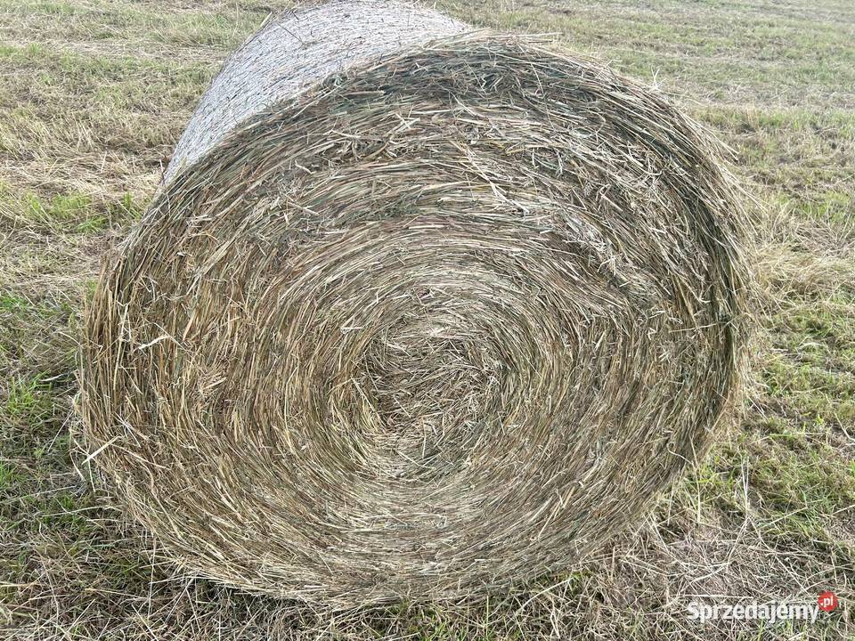 Siano 120x125 sezon 2024 Transport Bochnia