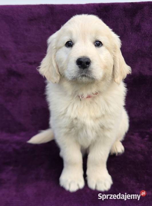 Golden Retriever szczeniaki Wilkowa sprzedam
