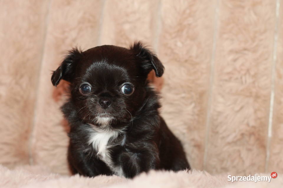 Chihuahua długowłosy chłopiec ZKwP FCI Świnoujście sprzedam