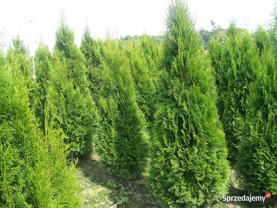 Tuja Thuja Tuje Szmaragd Smaragd 1802200 Dąbrowa Górnicza sprzedam
