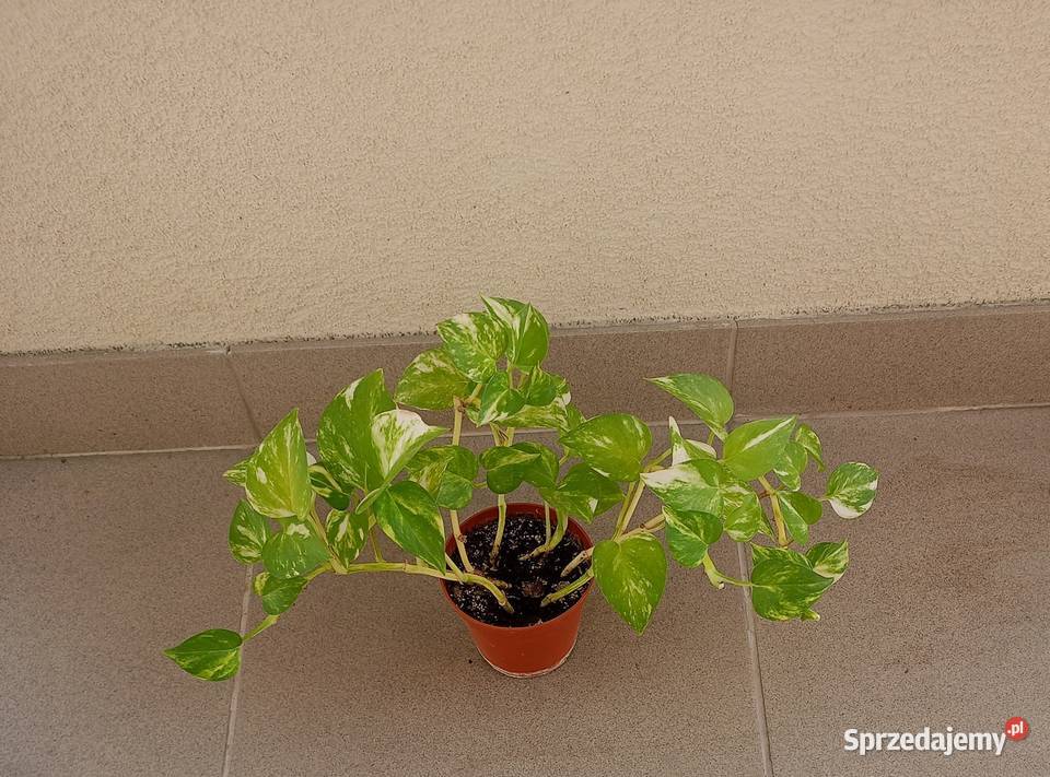 Epipremnumepipremium kwiatzwisającyoczyszczające