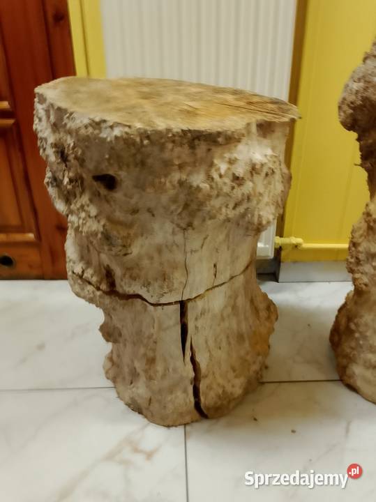 Czeczot topola klon Nowy Tomyśl