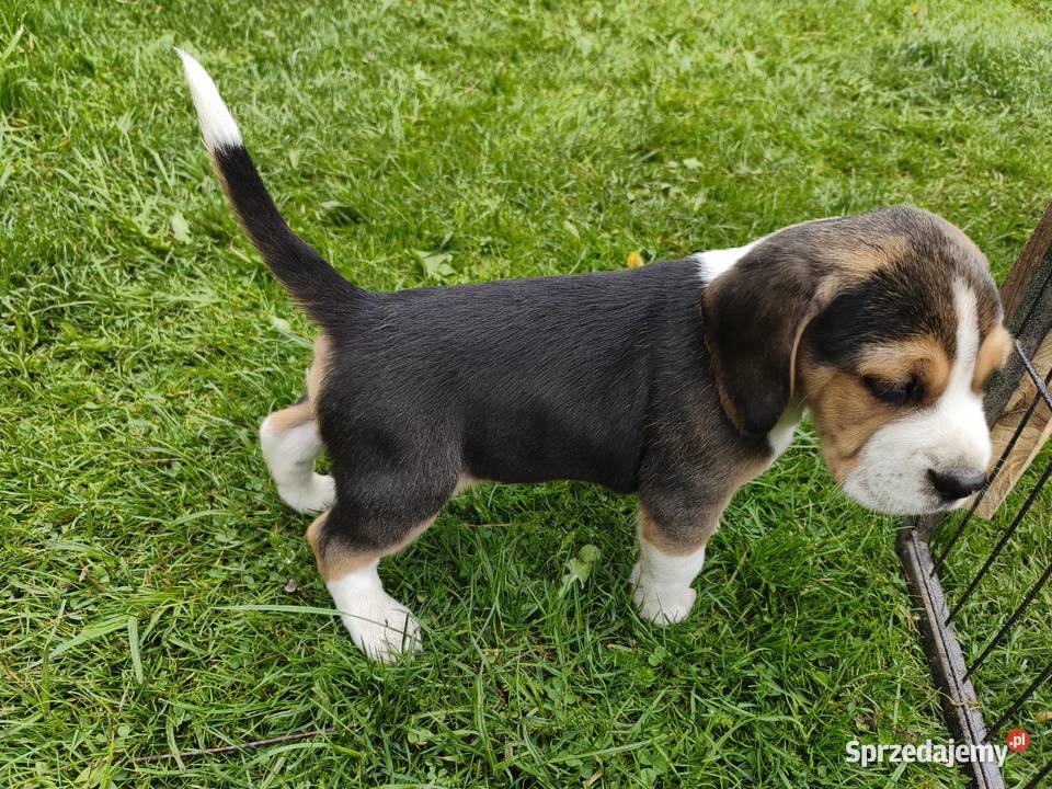 szczeniak pies Beagle rodowód Beagle Bielsk Podlaski