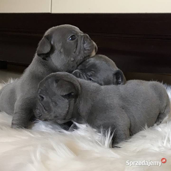 Buldogi francuski blue prześliczne niebieskie