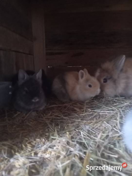 Sprzedam króliczki karzełki czarne szare havana Izbica-Wieś