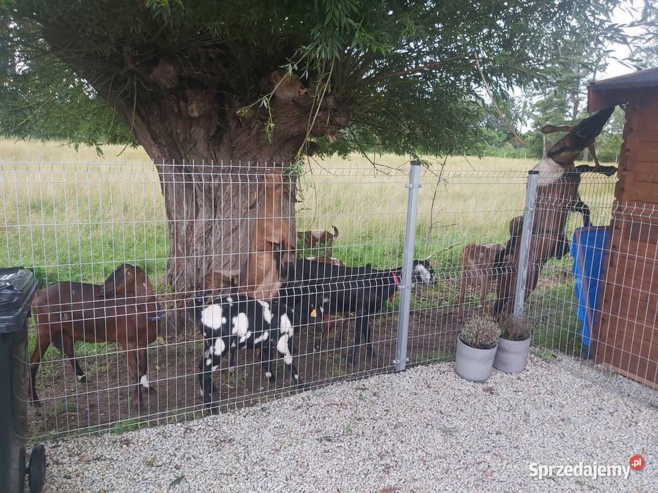 Stado kóz anglonubijskich