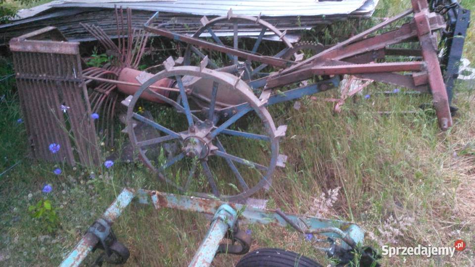 Kopaczka konna Amazone lubelskie Dubeczno