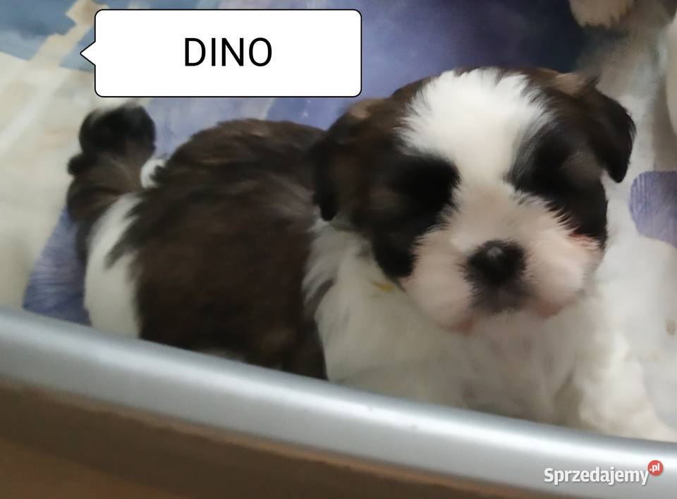 Sprzedam pieski shihtzu