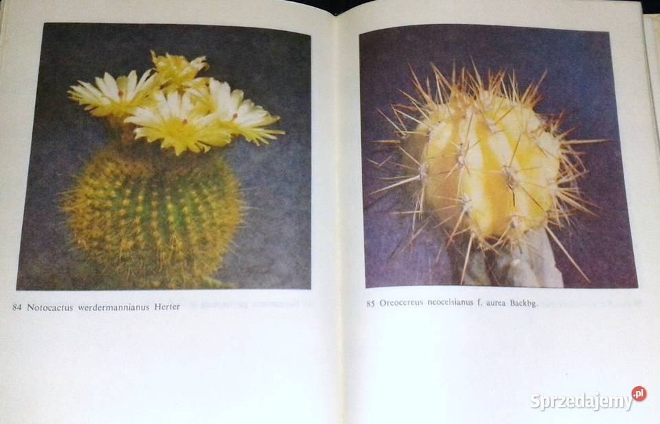 Uprawa kaktusów Stanisław Hinz Mieczysław lubelskie Chełm sprzedam