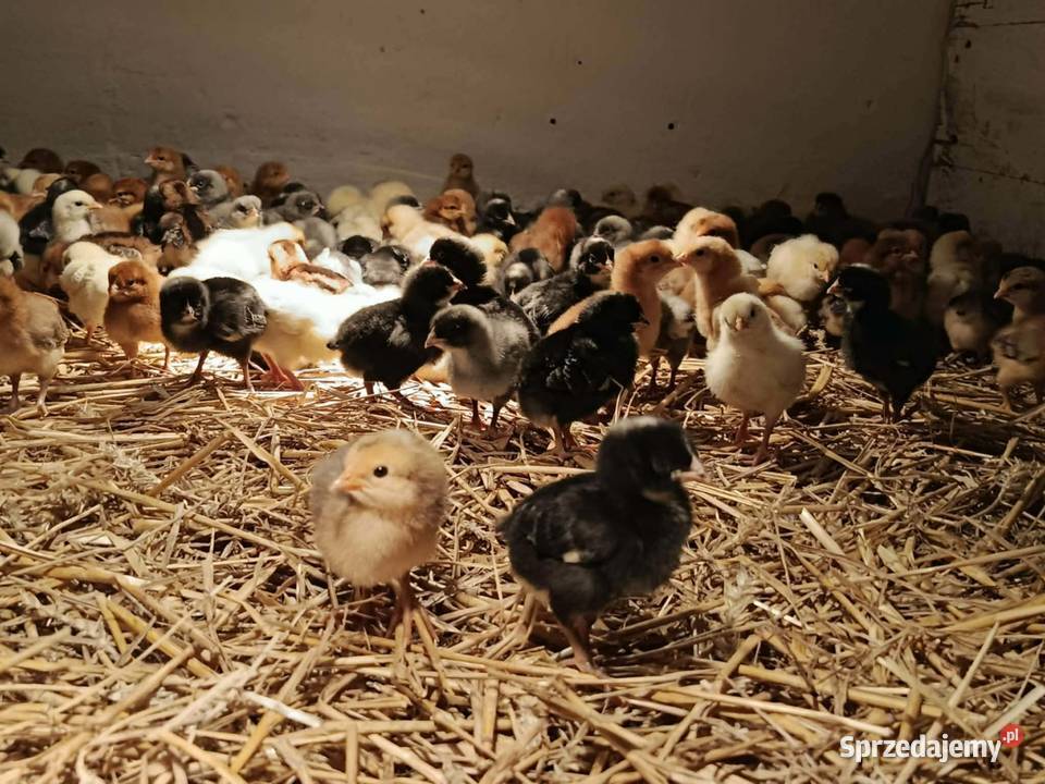 Kurczęta same kurki green shell marans małopolskie Radwan