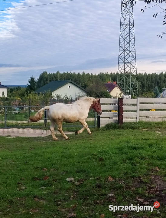 Na sprzedaż śliczna klacz zimnokrwista Kielce