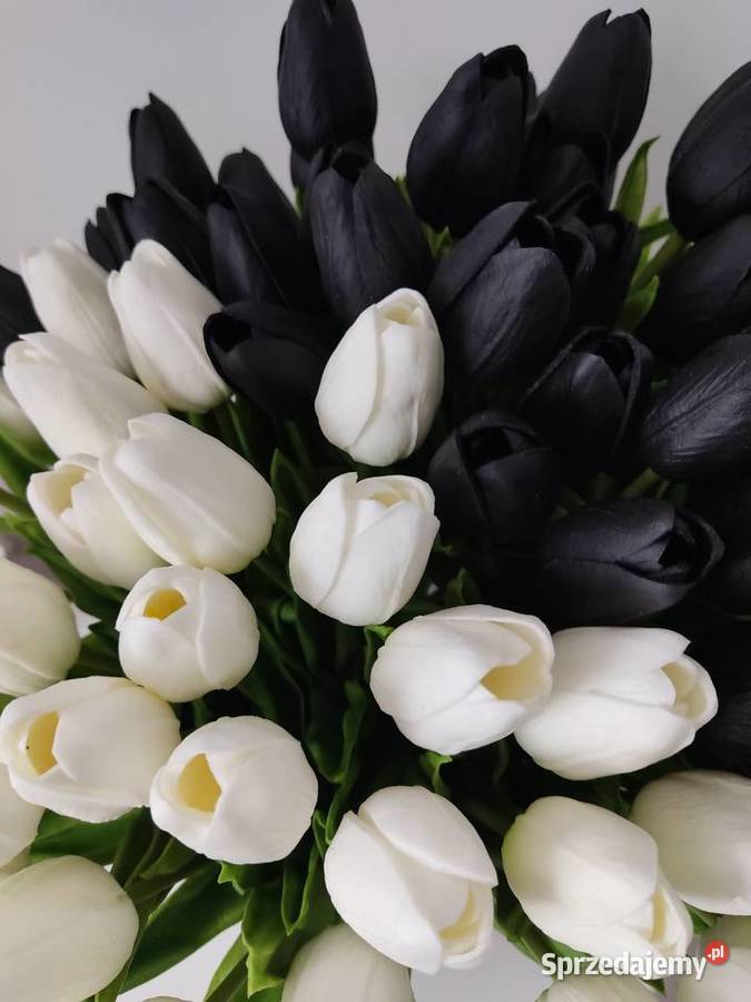 Tulipany białe czarnej