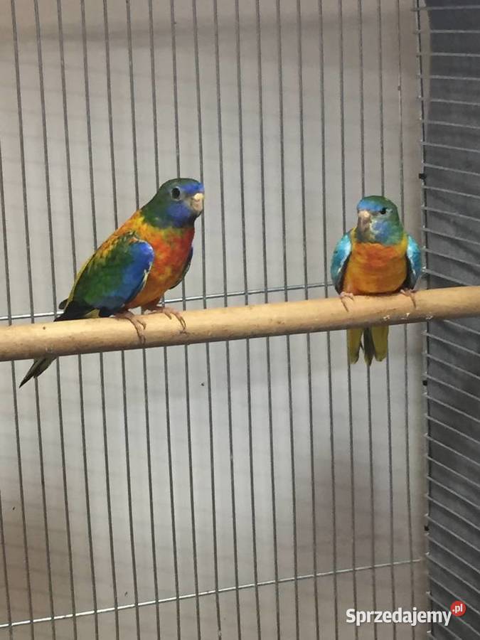 Łąkówki Wspaniałe Gorzów Wielkopolski