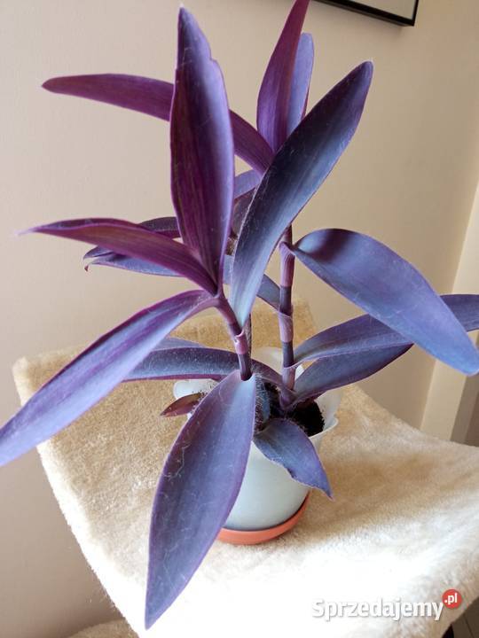 Piękne syngonium 10 i nie