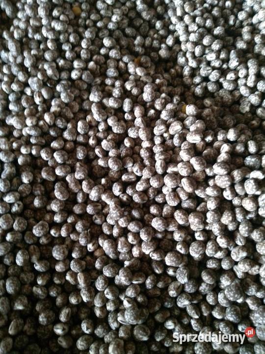 Sprzedam łubin wąskolistny gorzki staropolski Wólka Łagowska