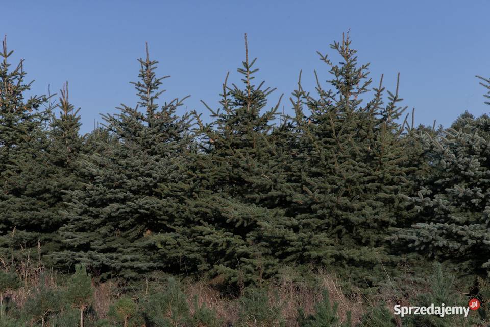 Świerk kłujący Picea pungens 200250 z gruntu