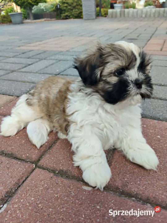 Śliczny Piesek Shih Tzu lubelskie