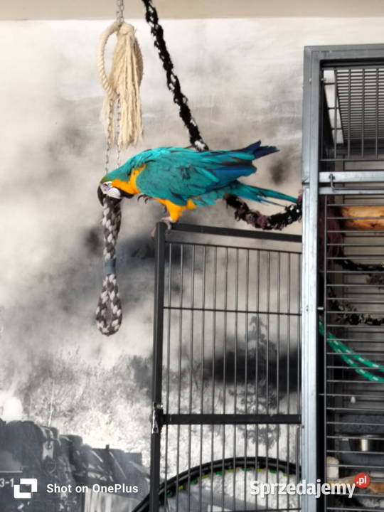 Ara araruna Malbork sprzedam