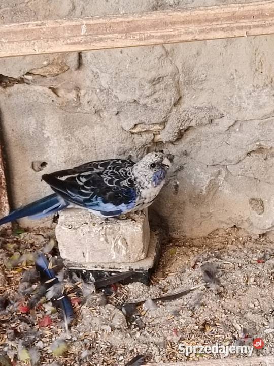 Sprzedam papugi różne Pińczów