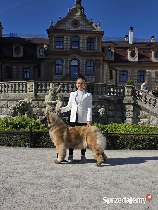 Leonberger suczki Championach FCI Andrychów