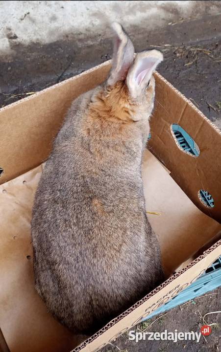 Królik dorosła samica Króliki Dębicze sprzedam