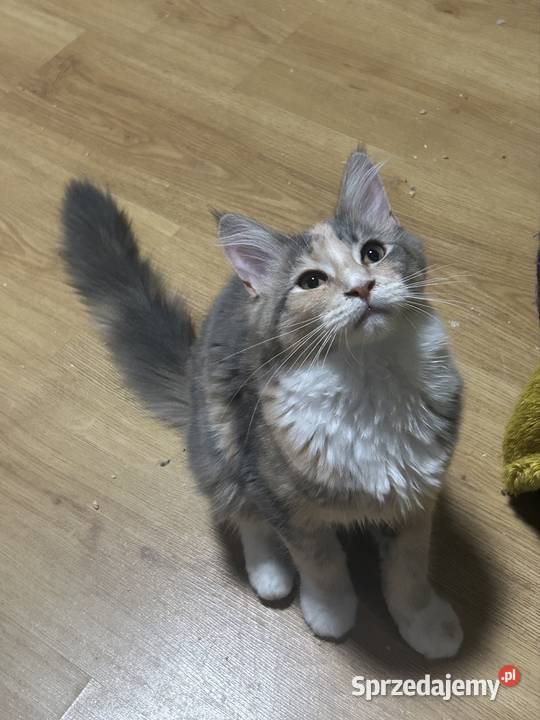 Kociaków Maine Coon Różne kolory