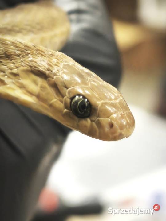 dasypeltis gansi około roku jajojad jajożer Wałbrzych