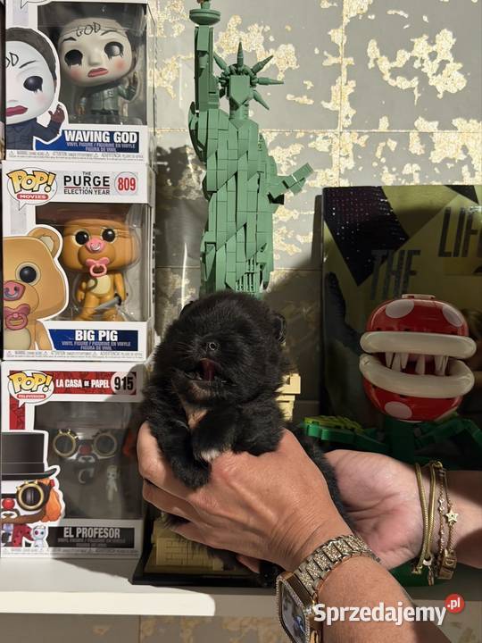 Szpic pomeranian chłopczyk Szpic miniaturowy