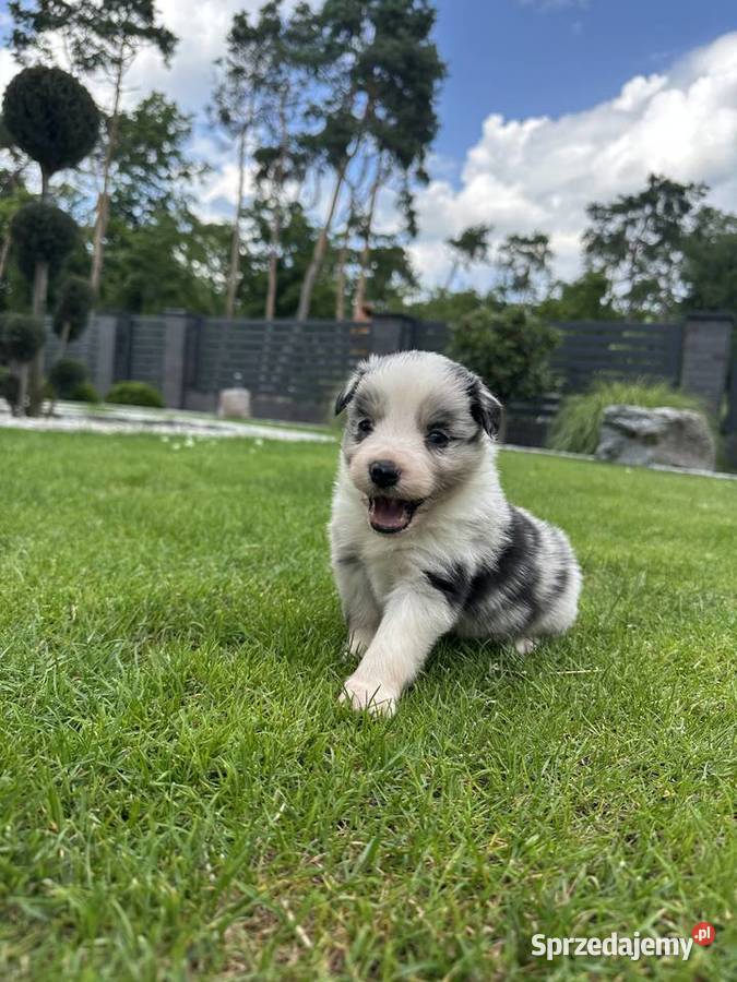 Border Collie szczeniaki FCIZKwP
