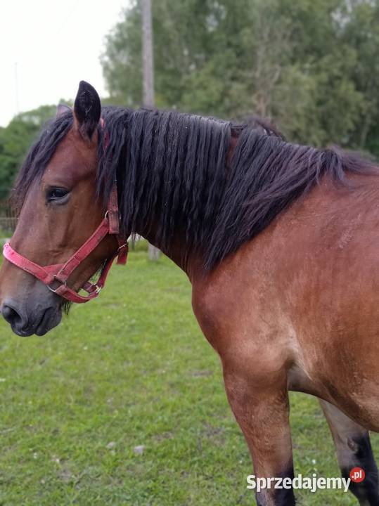 Sprzedam wałacha sprzedam